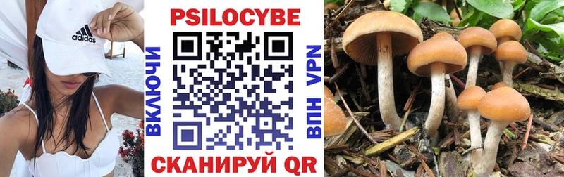 Купить  Терек  Псилоцибиновые грибы Cubensis 